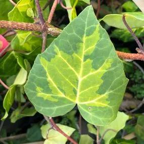 Sulphur Heart Persian Ivy Plants (Hedera colchica Sulphur Heart - Paddys Pride) 1